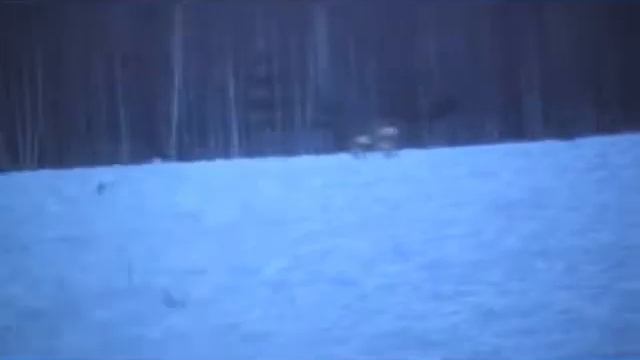 косули в поле смотреть онлайн