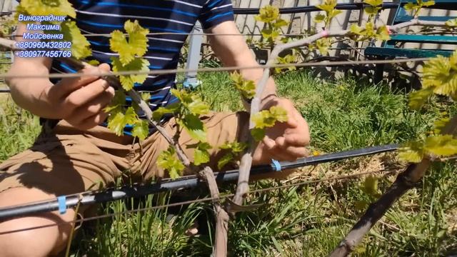 Перше нормування пагонів винограду ! смотреть онлайн