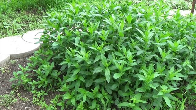 Лечебные свойства и полезные советы