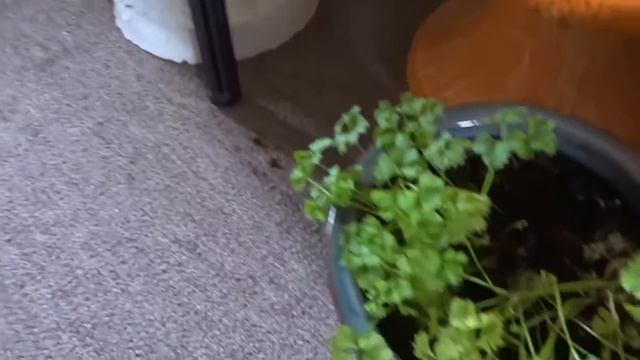 Planting Hanging Baskets and Containers to Last Spring to Fall 🌺 | Wendi's Garden смотреть онлайн