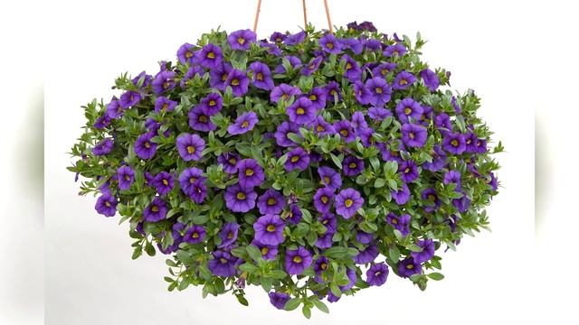 Калибрахоа - общие правила выращивания смотреть онлайн