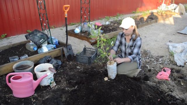 Посадка плодовых: секреты успеха смотреть онлайн