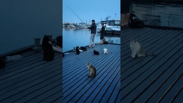 КОТЫ-РЫБАКИ В СЕВАСТОПОЛЕ. #отдых #рыбалка #котики #путешествия #релакс #море #крым #данхель смотреть онлайн