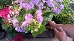 Гортензии крупнолистные. Часть 1. Обзор новинок.