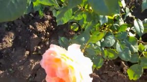 #роза #Пастелла / Роза ( лат. rosa Pastella ) флорибунда Пастелла. Немецкое качество и надёжность.