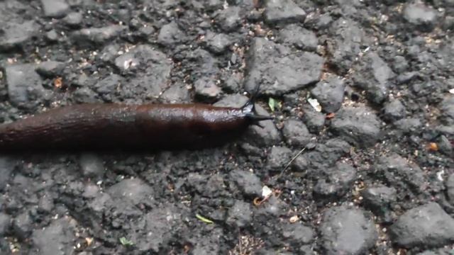 Встретила в лесу огромного слизняка) смотреть онлайн