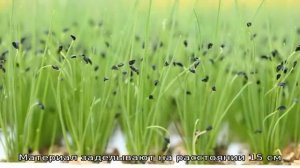 Как правильно выращивать лук батун: посадка и уход в открытом грунте