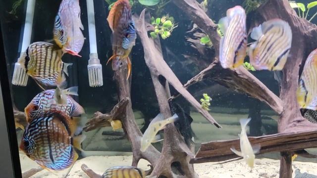 Young Discus Heckel Cross смотреть онлайн