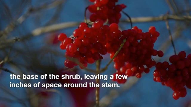 How to Grow and Care for American Cranberrybush Viburnum смотреть онлайн
