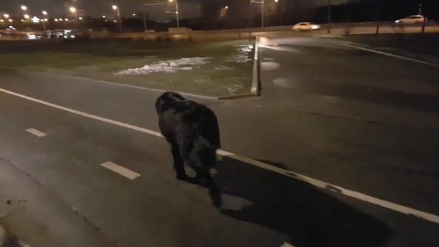 Собака иноходь смотреть онлайн