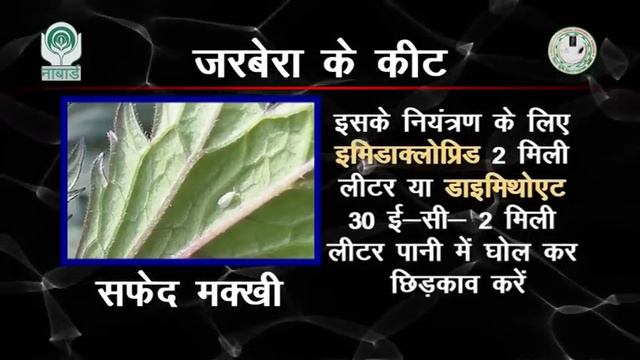 Protected Cultivation of Gerbera & Orchid (जरबेरा और ऑर्किड की संरक्षित खेती) смотреть онлайн
