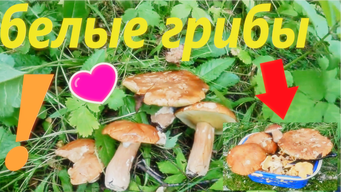 ЭКСТРЕННОЕ включение для грибников! БЕЛЫЕ ГРИБЫ попёрли в лесах Подмосковья летом 2023!!!!! смотреть онлайн