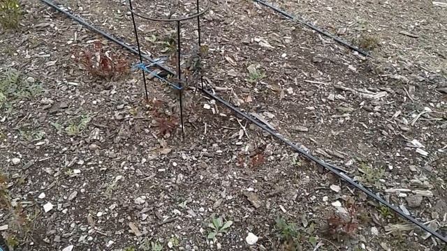 Реанимация саженцев после зимовки, rozarium.biz питомник роз Полины Козловой смотреть онлайн