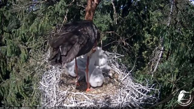 Melnais stārķis ~Kaupo brougth fish~12:14 pm 2018/06/06 смотреть онлайн