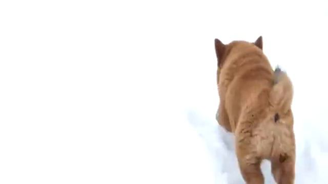 Смуф красный смотреть онлайн