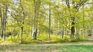 Пение Птиц в Лесу - Шум леса и пение птиц для отдыха, Звуки Лесных Птиц для Сна, Звуки Природы