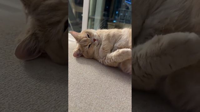 Сонная булочка смотреть онлайн