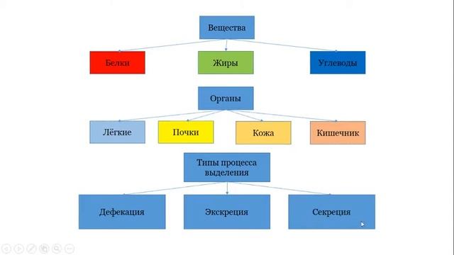 Урок №27 "Мочевыделительная система, строение и функции" смотреть онлайн