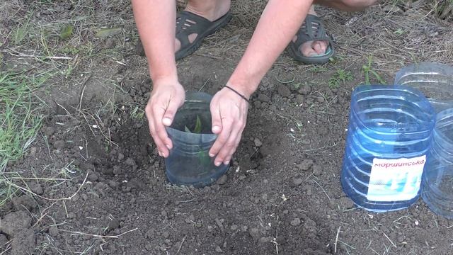 ПОСАДКА ТОМАТОВ / Посадка рассады Помидор в открытый грунт смотреть онлайн