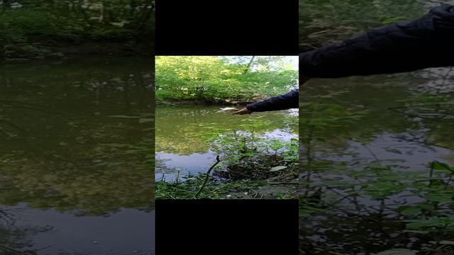 Свободу маленькому карасю. смотреть онлайн