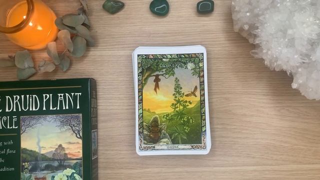 The Druid Plant Oracle by Philip Carr-Gomm and Stephanie Carr-Gomm Walkthrough смотреть онлайн