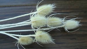 Семена каких сухоцветов могу выслать. Часть 2-ая.