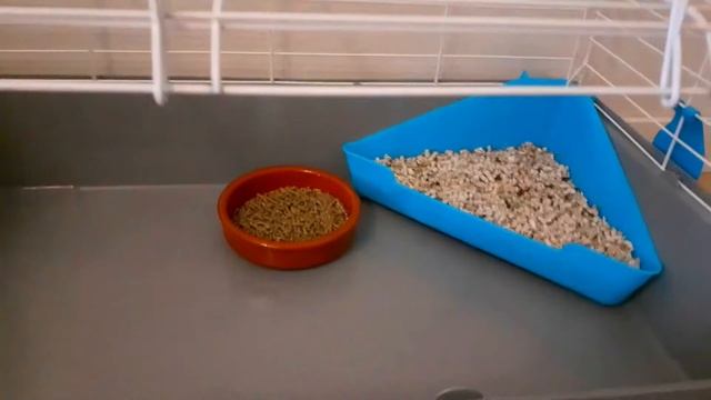 Купили угловой лоток для кролика. Как выбирали место для лотка. (#6 29.07.20) смотреть онлайн