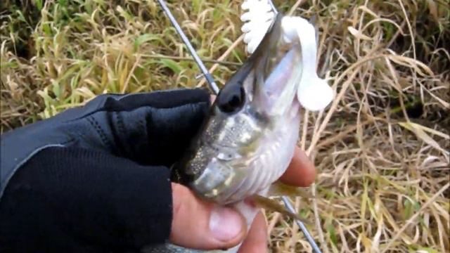 Дружеский выход за щукой. Шнурки. / Friendly pike-fishing trip. Pickerels. 26.10.2013. смотреть онлайн