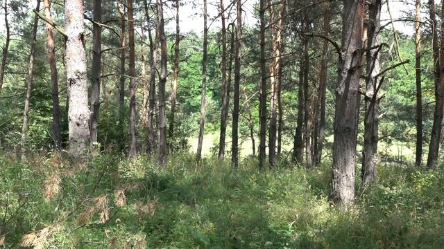 Матрица Гаряева и Настрой Сытина все тревоги исчезли.