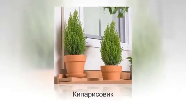 ТОП-10 лучших хвойных растений для комнатного цветоводства. Фото и названия смотреть онлайн