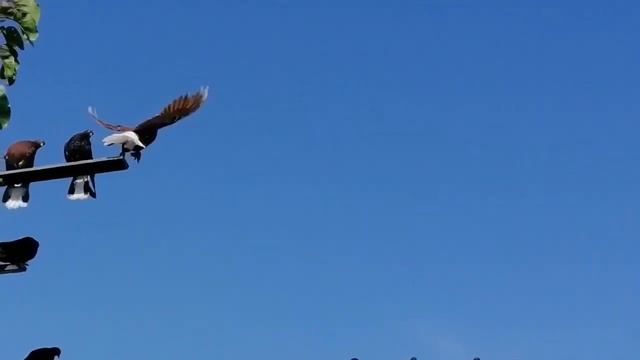 Мелитопольские голуби. Сказки - быль о Мелитопольских… 6 Часть. смотреть онлайн