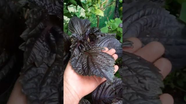 PERILLA FRUTESCENS SHIZO #perilla #PERILLAFRUTESCENS #shizo смотреть онлайн