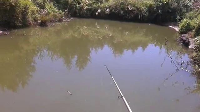 Выращивание рыбы (личный опыт) - контрольный облов карася в августе (Часть 6) смотреть онлайн