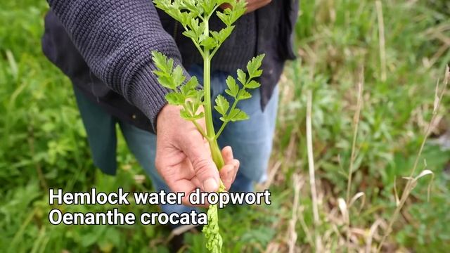 How to go Foraging for Wild Plants and Mushrooms смотреть онлайн