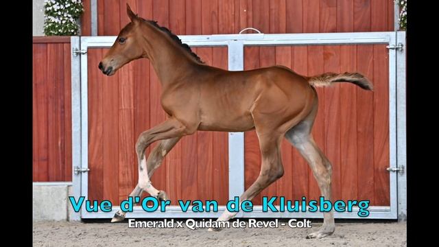 Vue d'Or van de Kluisberg (Emerald x Quidam de Revel) - Stallion - 28-3-2021 смотреть онлайн