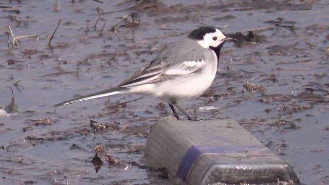 Трясогузка проглотила червяка. Белая трясогузка. Птицы Сибири. Река Обь пригород Новосибирска. смотреть онлайн