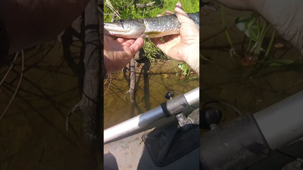 ЧТО МОГЛО СЛУЧИТЬСЯ с этой щучкой? #shorts смотреть онлайн