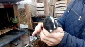 деревенская жизнь/кролиководство/разведение кроликов