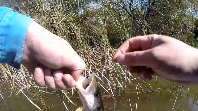 Рыбалка в Краснодарском крае. р.Афипс (Ривьера 3200, Хонда 9.9)Деревенский парень смотреть онлайн