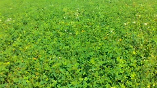 Трава для кроликов смотреть онлайн