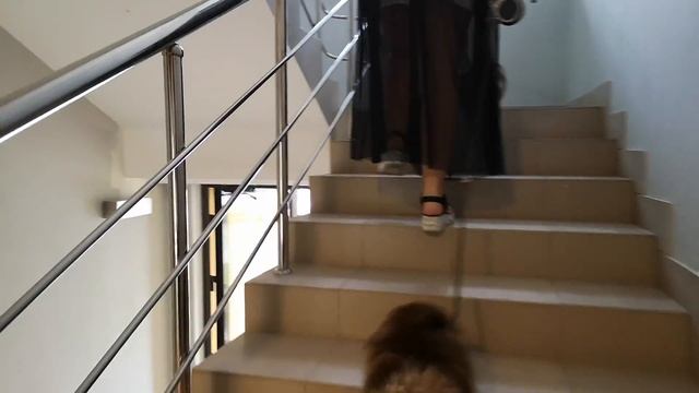 Vlog 2. Выписка из роддома. Знакомство младенца со шпицами. Подарок Кате. смотреть онлайн