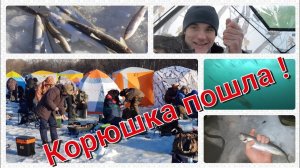 Рыбалка на Камчатке. Подледный лов корюшки.