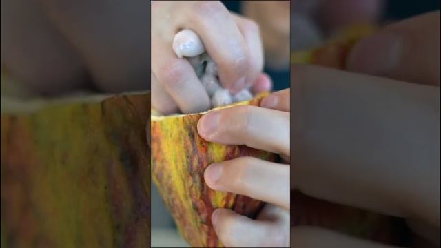 Juicing Water from a Cacao Pod смотреть онлайн
