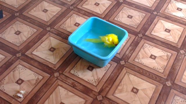 Какарик купается. смотреть онлайн