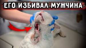 У нас новый подопечный. Пушок. За ним ухаживали дети во дворе, при них же, его избивал мужик.