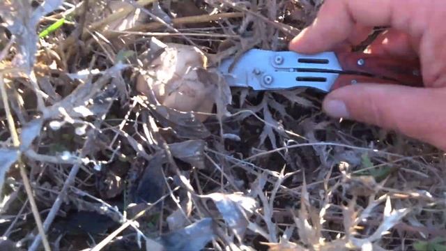 Степная вешенка или однобочка начинается, грибы Крыма 2023, первый сбор грибов 2023 после засухи