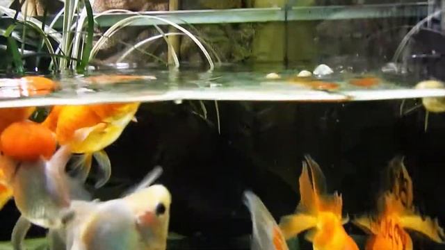 Кормление золотых рыбок смотреть онлайн