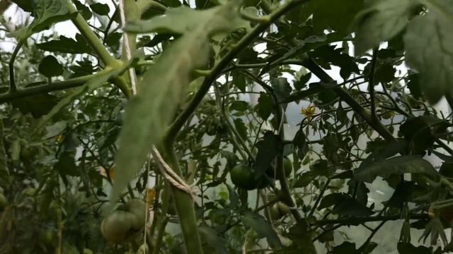 100% СРЕДСТВО ОТ ПАУТИННОГО КЛЕЩА В ТЕПЛИЦЕ И НА ЦВЕТАХ/ ТОМАТЫ/БАКЛАЖАНЫ, ОГУРЦЫ, АРБУЗЫ, ЖАРА 50 смотреть онлайн