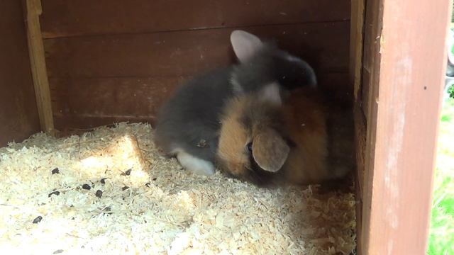 Кого из них оставить? Маленькие кролики, крольчата. Декоративные кролики. смотреть онлайн