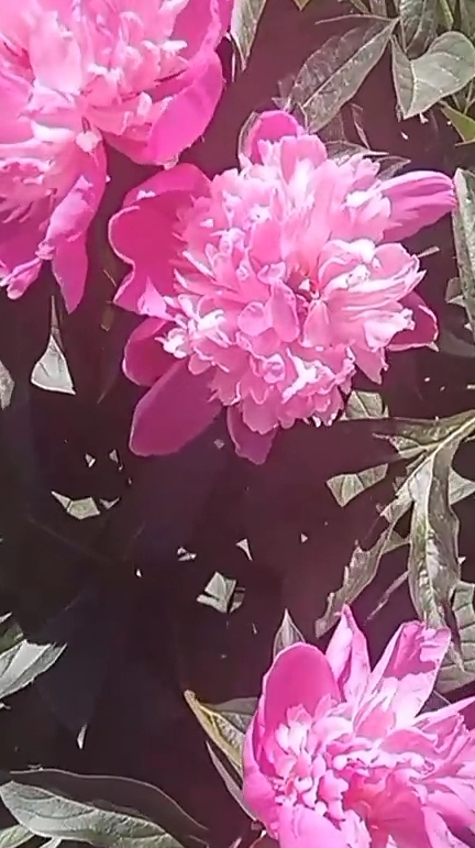 Пионы. Цветы во дворе.